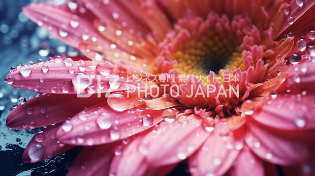 濡れたピンクの花びらについた雨滴のマクロショット