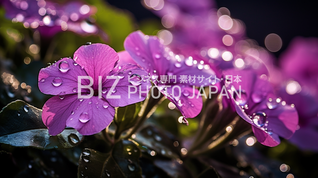 濡れた紫色の花びらについた雨滴のマクロショット
