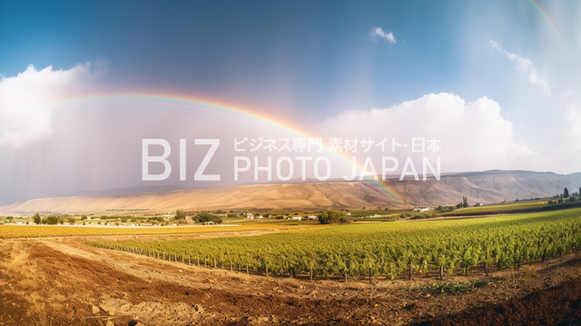 マスカット畑に映る虹の風景
