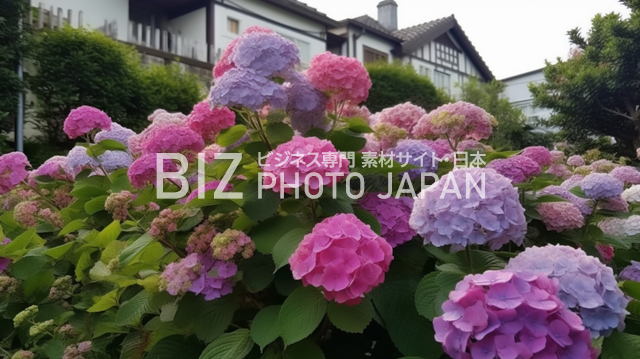 6月梅雨に咲く紫陽花（あじさい・アジサイ）が西洋屋敷の庭に咲いている様子